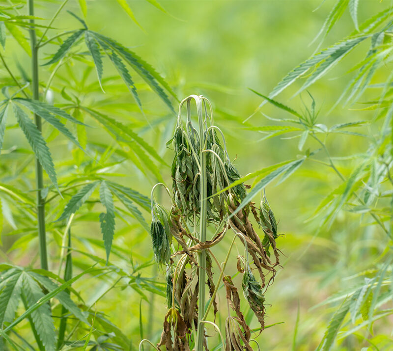 fusarium-analyse-labor-wien-österreich